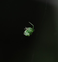 Araneus ginninderranus