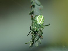 Araneus ginninderranus