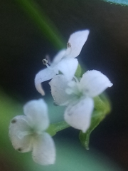 Galium trilobum
