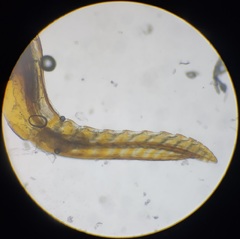 Dolerus vestigialis