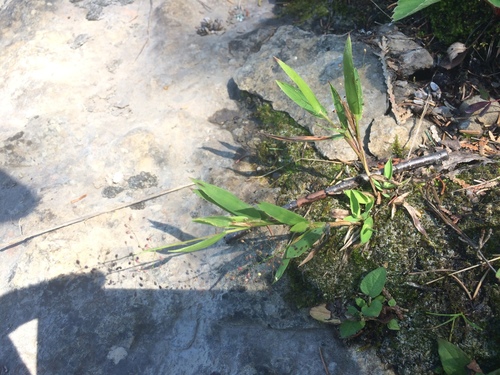 Image of Lindheimer's Panicgrass (Dichanthelium lindheimeri) by no rights reserved