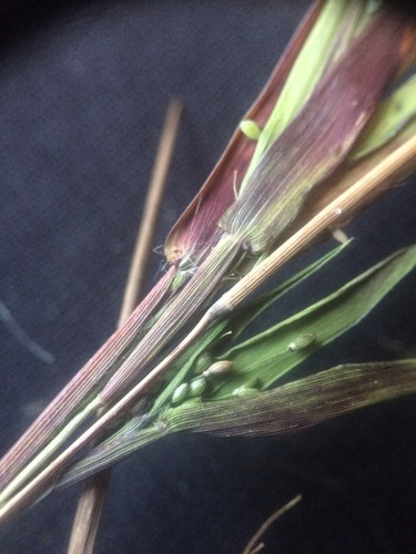 Image of Dichanthelium lindheimeri by no rights reserved