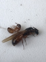 Camponotus americanus