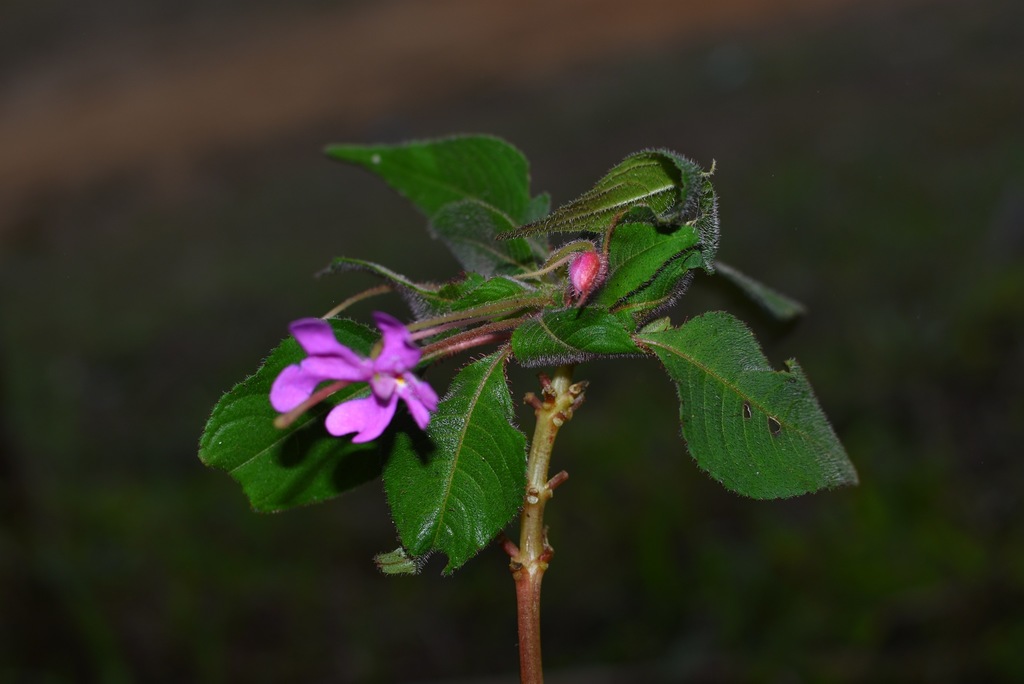 Impatiens chevalieri (Impatiens chevalieri)