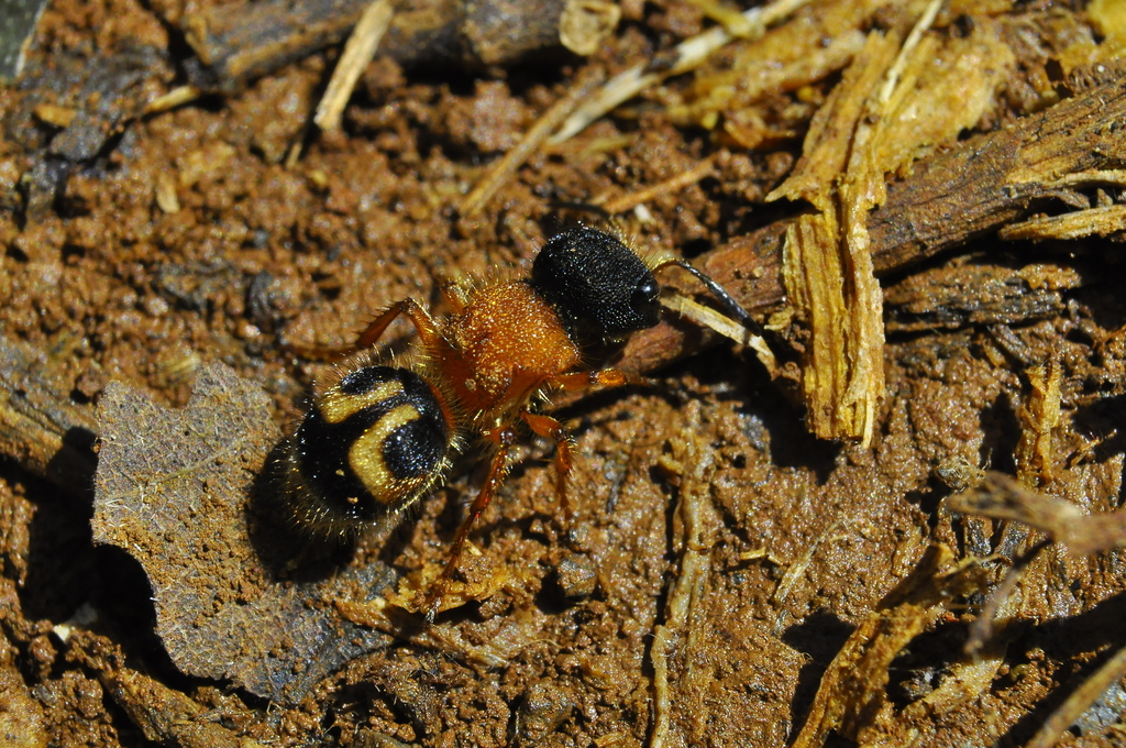 Pseudomethoca spixi