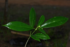 Skimmia