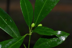 Skimmia