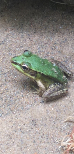 Lithobates bwana image