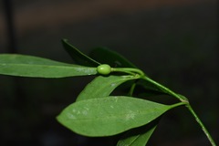 Skimmia