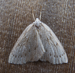 Philedia punctomacularia