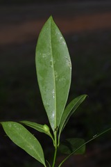Skimmia