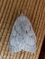 Philedia punctomacularia
