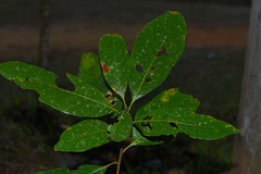 Lithocarpus echinophorus