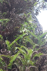 Solanum morelliforme