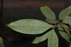 Lithocarpus echinophorus