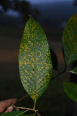 Lithocarpus echinophorus