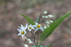 Solanum morelliforme