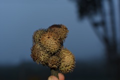 Lithocarpus echinophorus