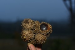 Lithocarpus echinophorus