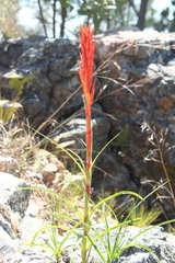 Pitcairnia karwinskyana