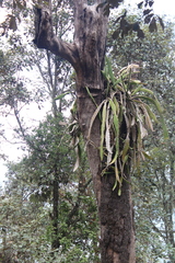 Disocactus speciosus