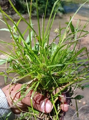 Cyperus sesquiflorus sesquiflorus