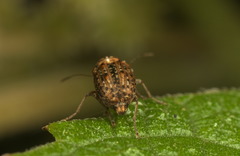 Anthribidae