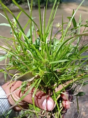 Cyperus sesquiflorus sesquiflorus