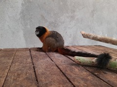 Saguinus tripartitus