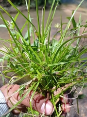 Cyperus sesquiflorus sesquiflorus