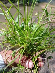 Cyperus sesquiflorus sesquiflorus