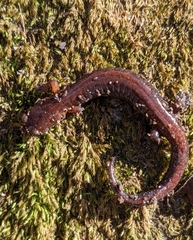 Plethodon serratus
