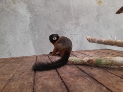 Saguinus tripartitus