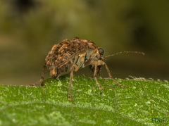 Anthribidae