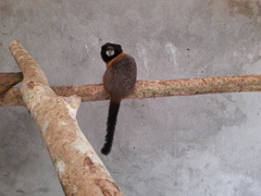 Saguinus tripartitus