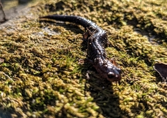 Plethodon dorsalis