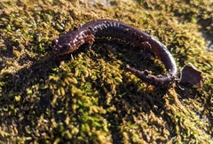 Plethodon dorsalis