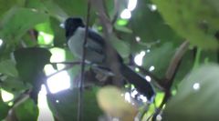 Trochocercus nitens