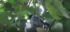 Trochocercus nitens