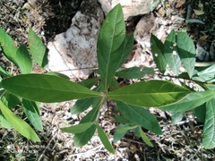 Byrsonima bucidaefolia