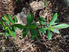 Byrsonima bucidaefolia