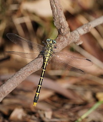 Austrogomphus australis