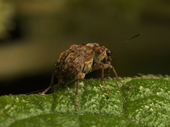 Anthribidae