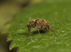Anthribidae