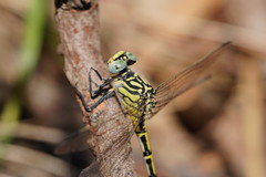 Austrogomphus australis