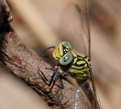 Austrogomphus australis