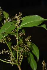 Symplocos sumuntia