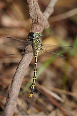 Austrogomphus australis