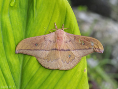 Cricula trifenestrata