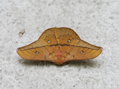 Cricula trifenestrata